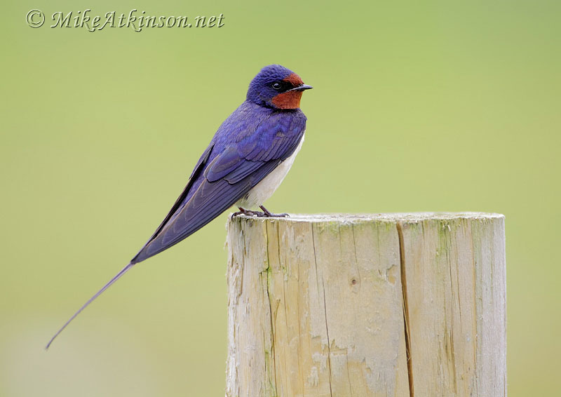 Swallow