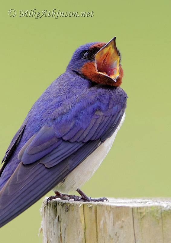 Swallow