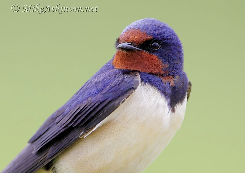 Swallow