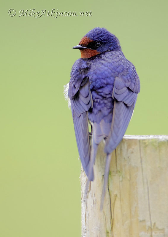 Swallow