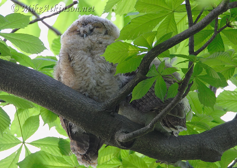 Tawny Owl