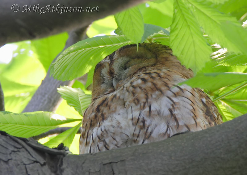 Tawny Owl