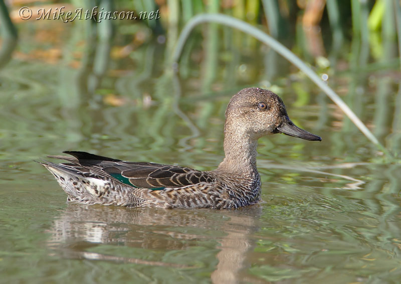 Teal