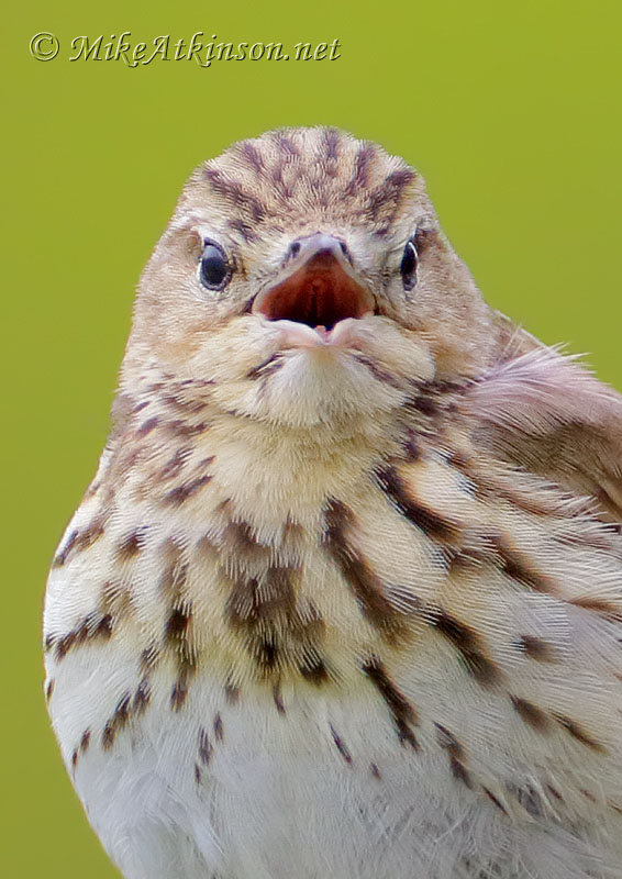 Tree Pipit