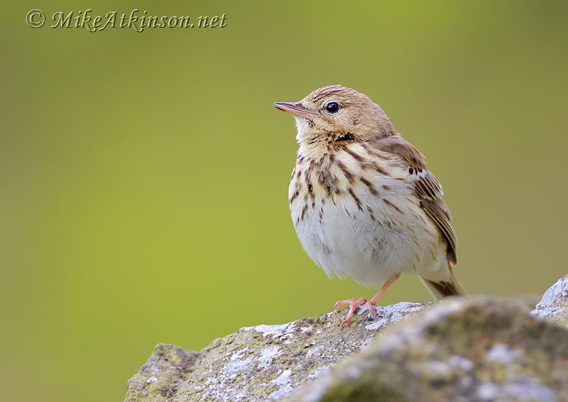 Tree Pipit