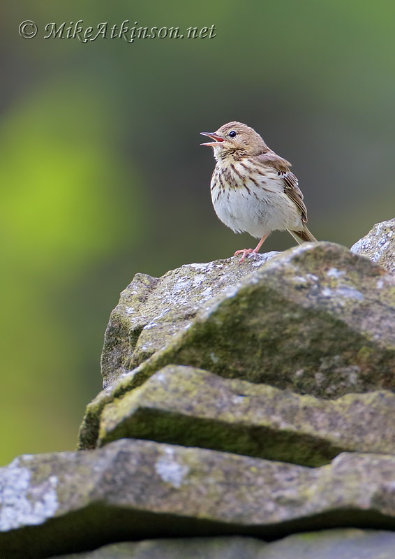 Tree Pipit