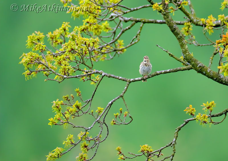 Tree Pipit