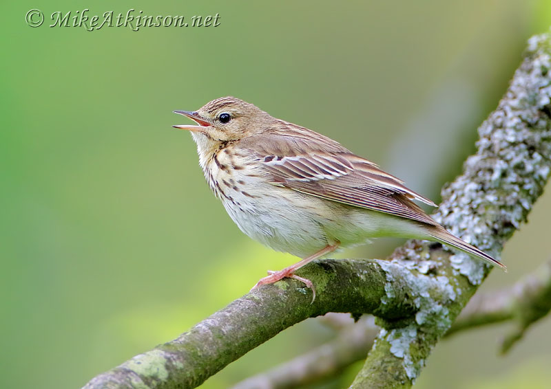 Tree Pipit
