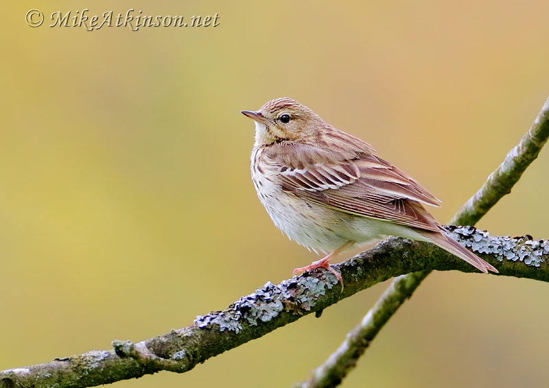 Tree Pipit