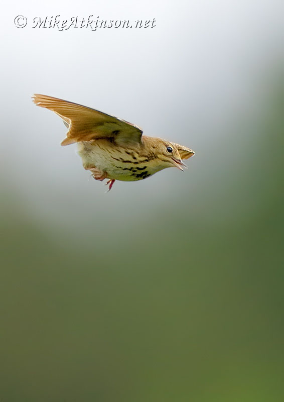 Tree Pipit