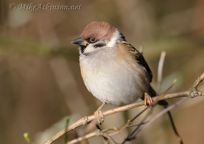 Tree Sparrow