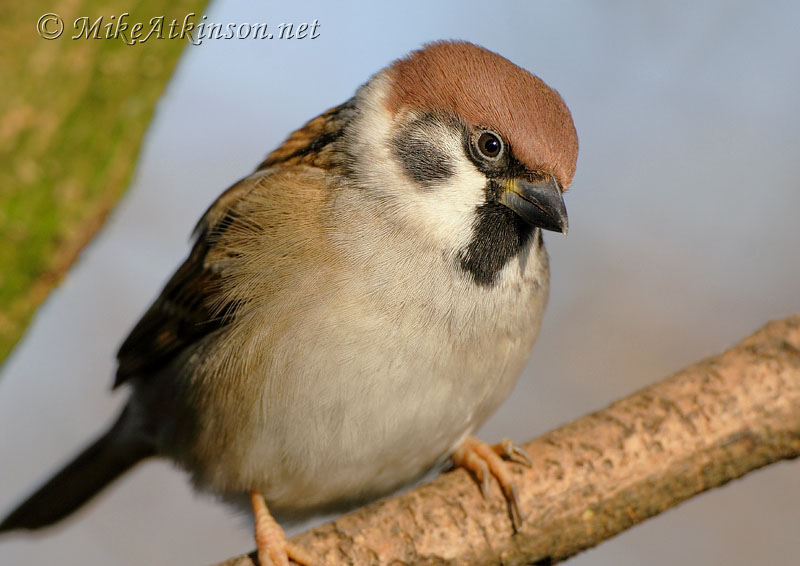 Tree Sparrow
