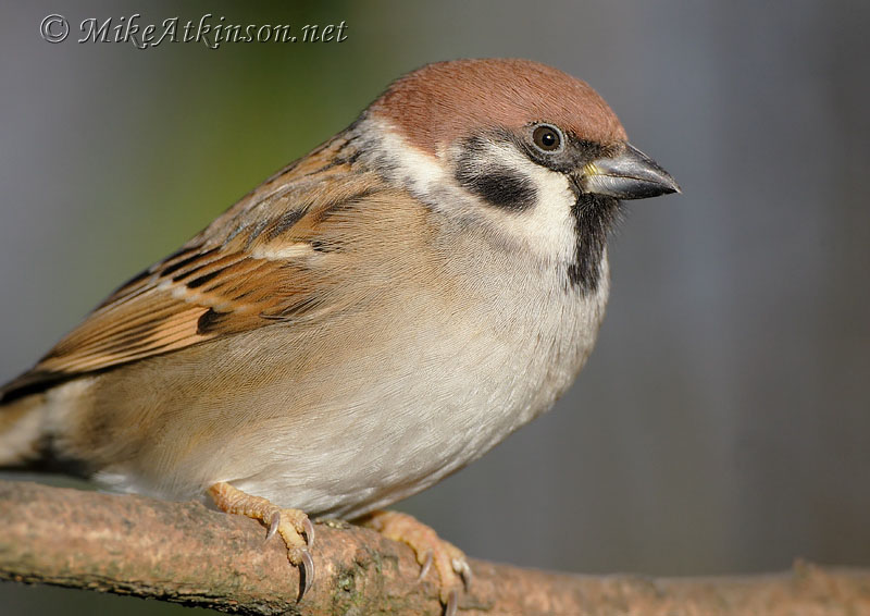 Tree Sparrow