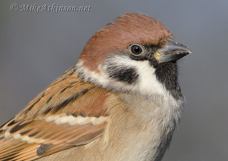 Tree Sparrow