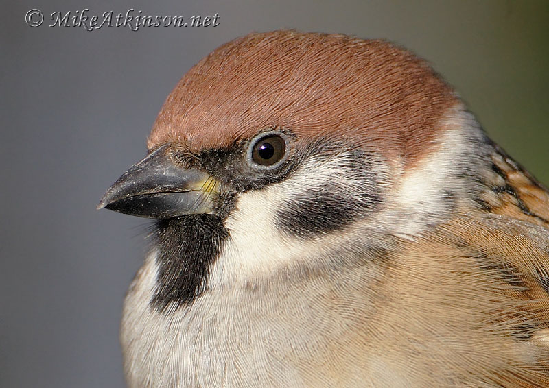 Tree Sparrow