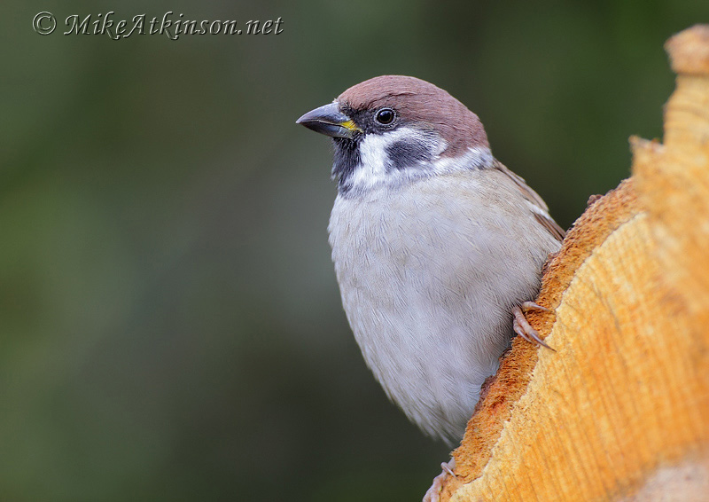 Tree Sparrow