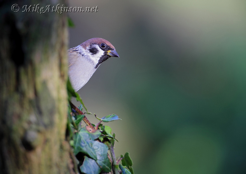 Tree Sparrow