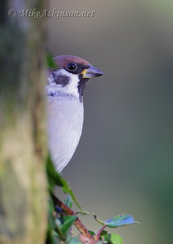 Tree Sparrow