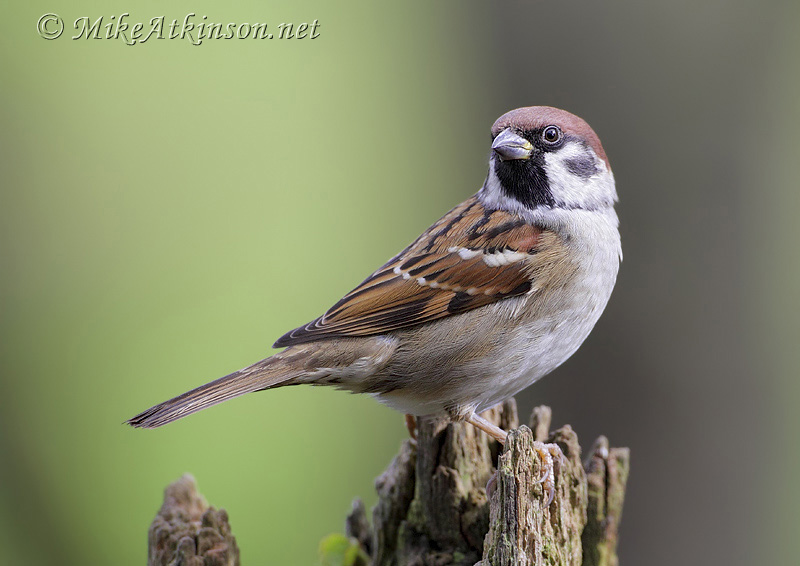 Tree Sparrow