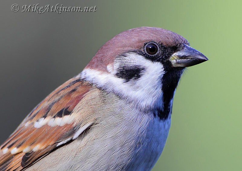 Tree Sparrow