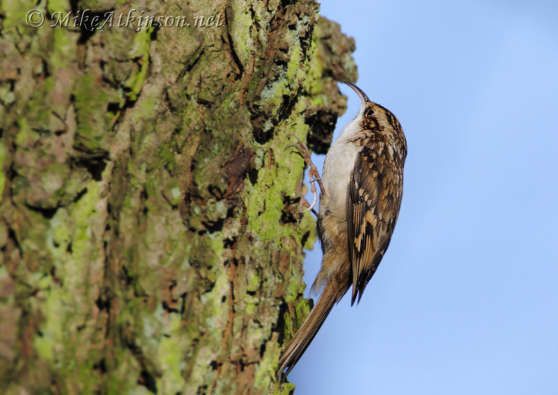 Treecreeper