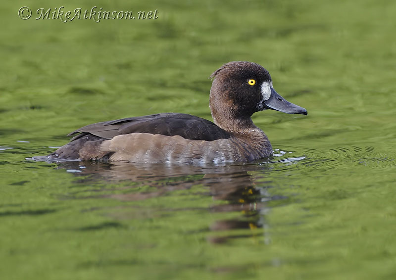 Tufted Duck