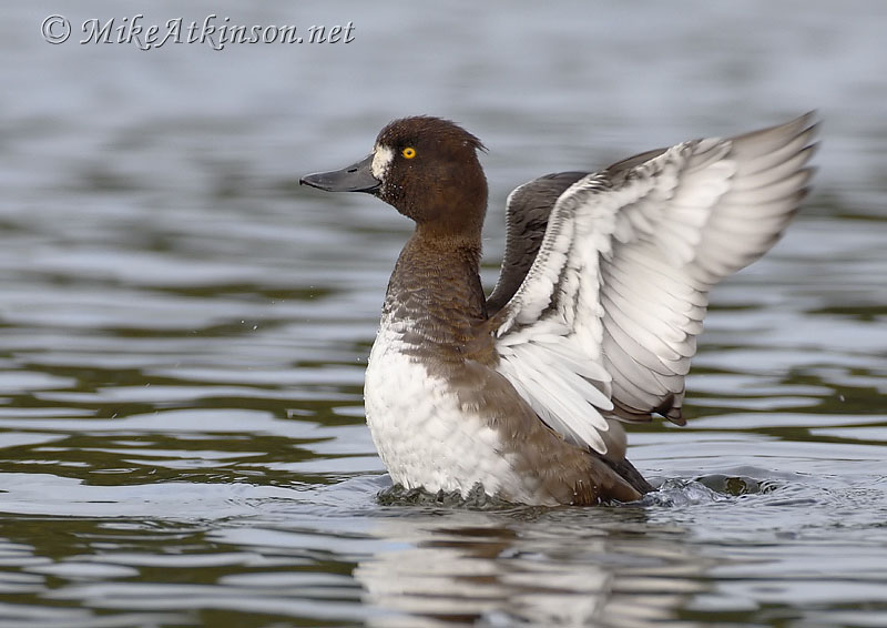Tufted Duck
