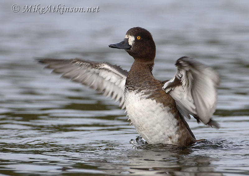 Tufted Duck