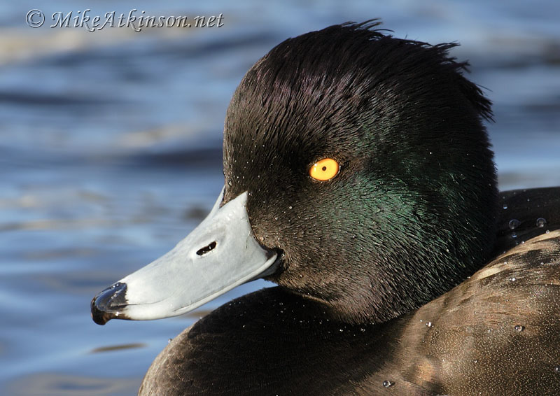 Tufted Duck