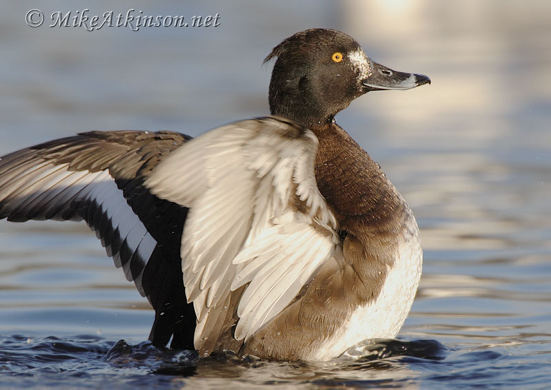Tufted Duck