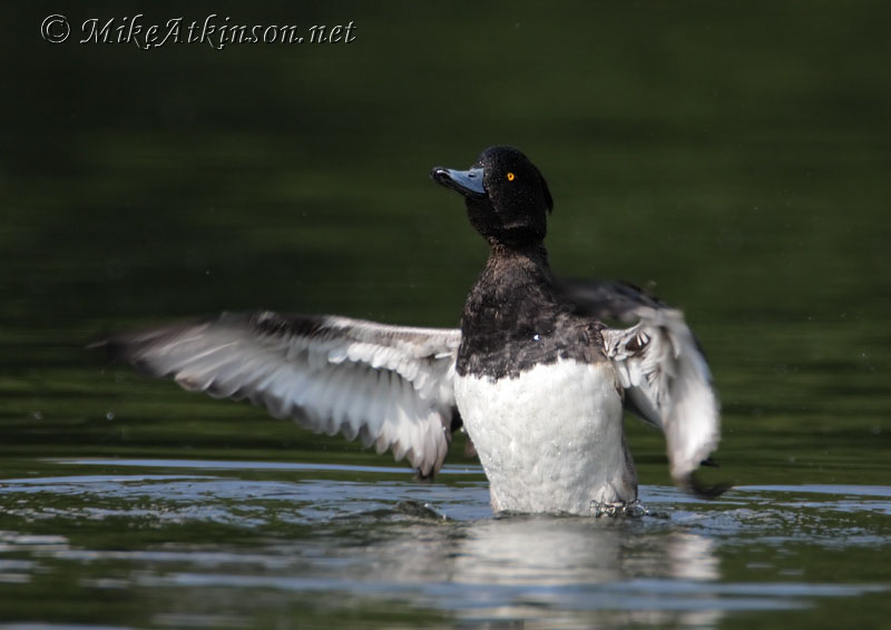 Tufted Duck