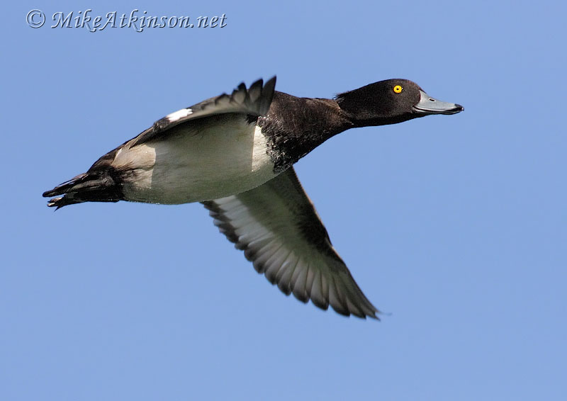 Tufted Duck