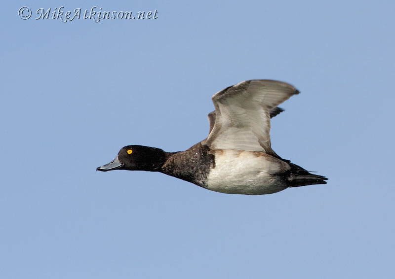 Tufted Duck