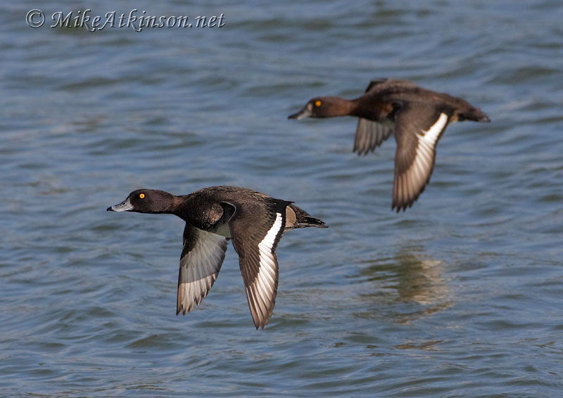 Tufted Duck