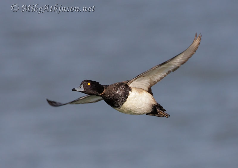 Tufted Duck