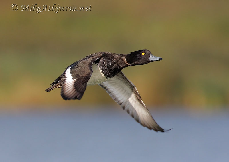 Tufted Duck