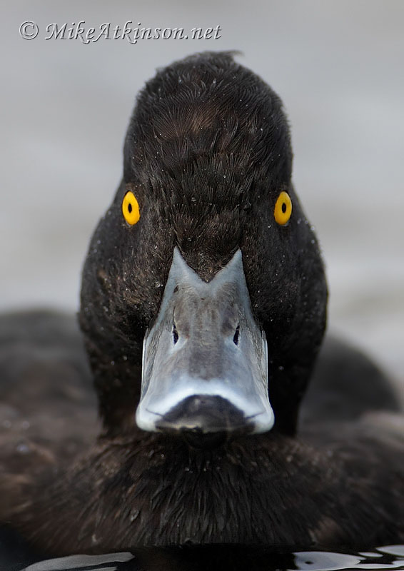 Tufted Duck