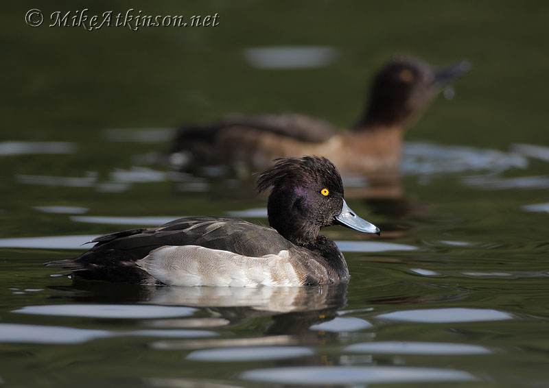 Tufted Duck