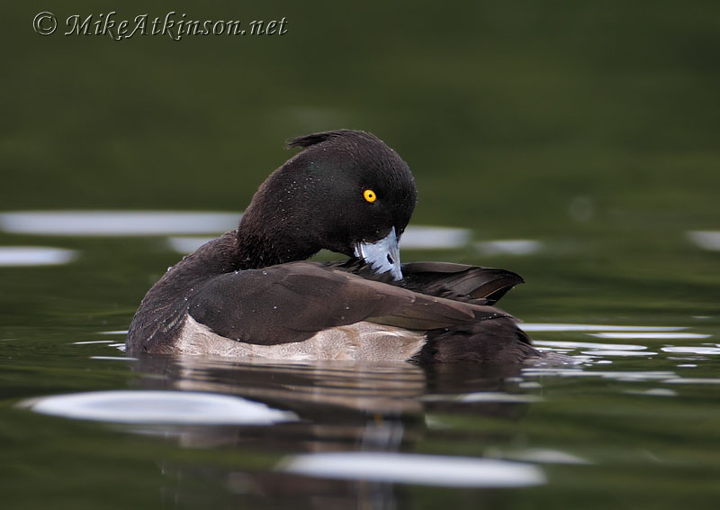 Tufted Duck
