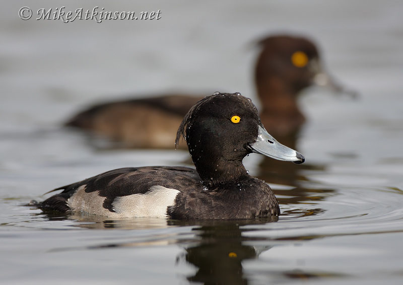 Tufted Duck