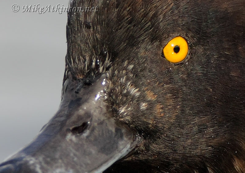 Tufted Duck