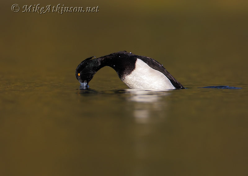 Tufted Duck
