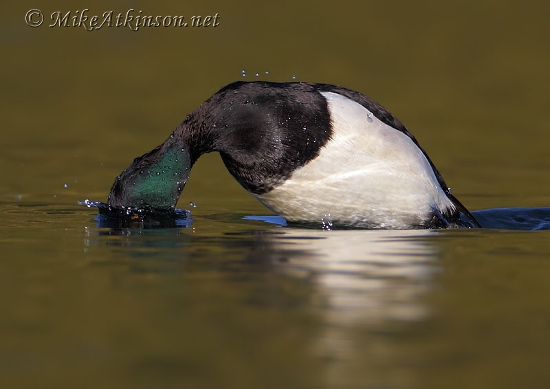 Tufted Duck