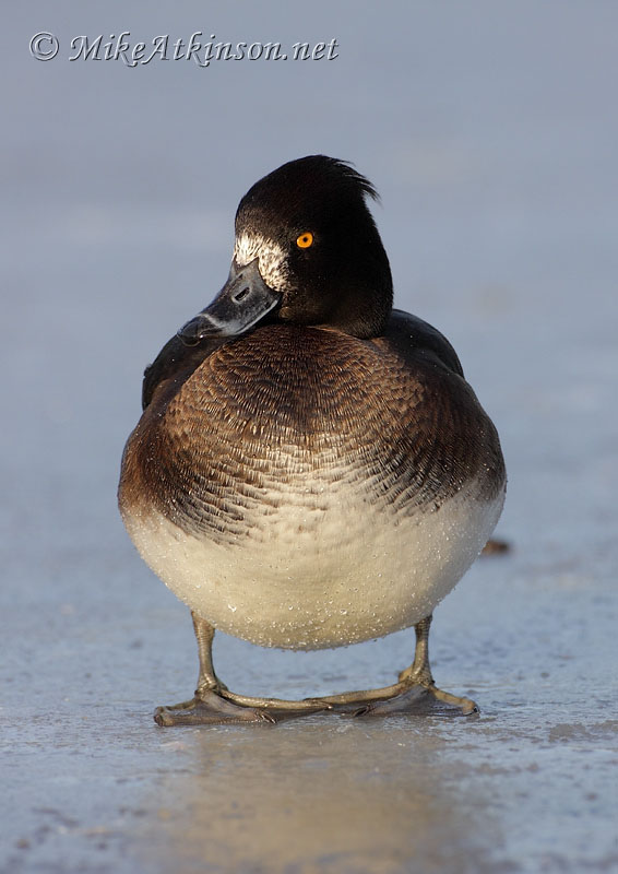 Tufted Duck