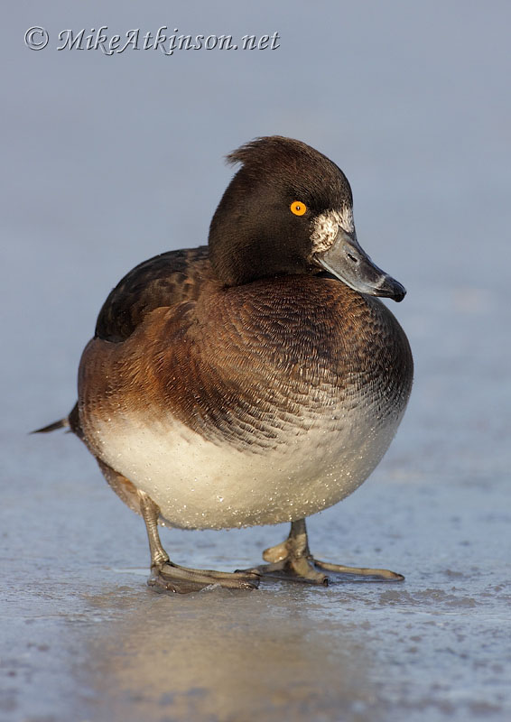 Tufted Duck