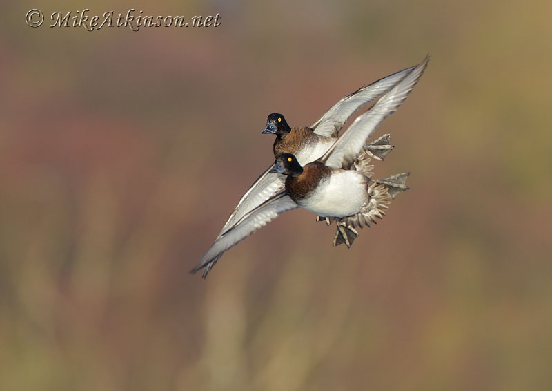 Tufted Duck