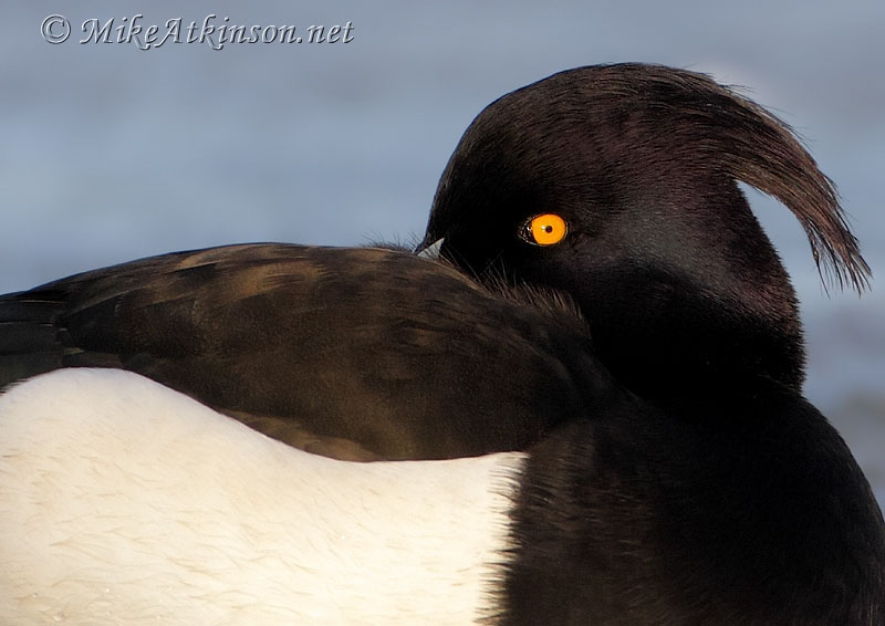 Tufted Duck