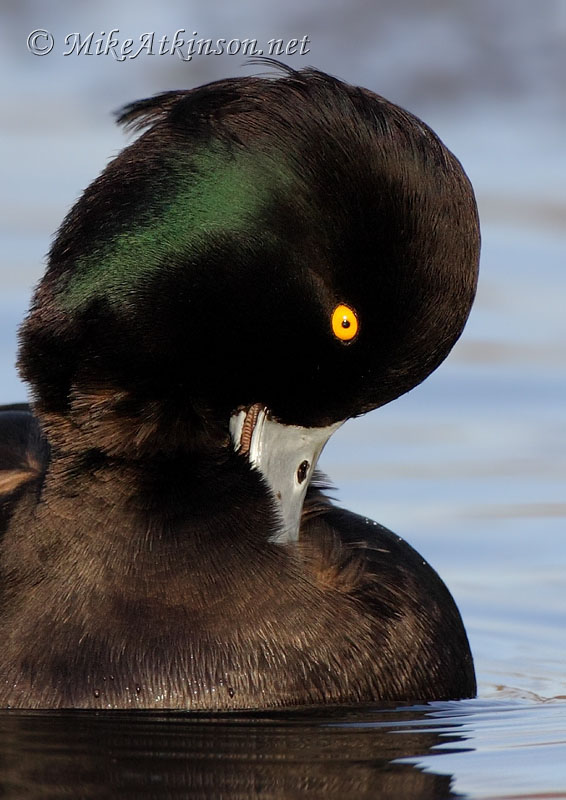 Tufted Duck