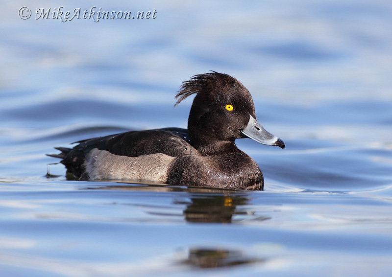 Tufted Duck