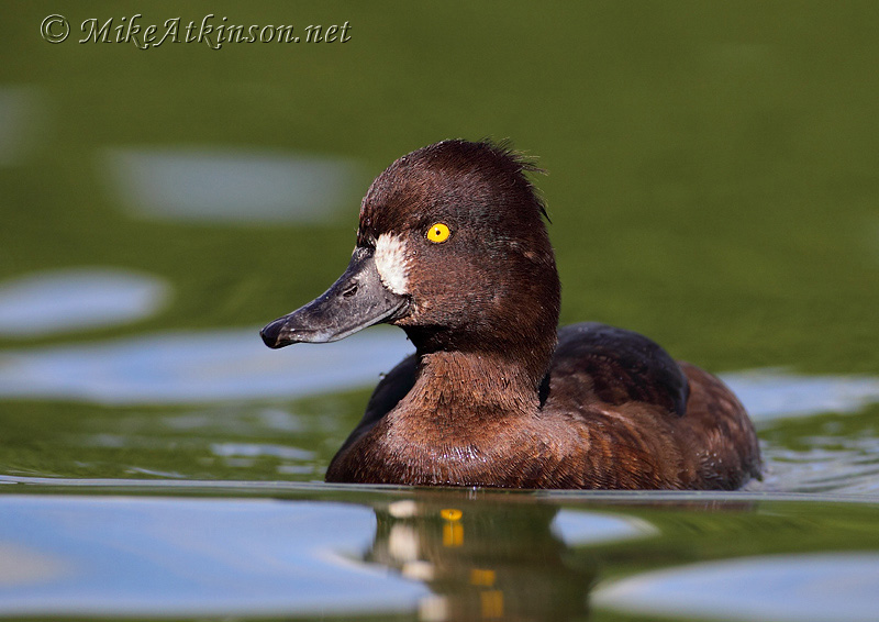 Tufted Duck